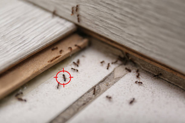 Best Local Pest Control Services  in Clyde Hill, WA